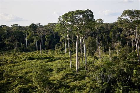 Plus d’un quart des forêts du bassin du Congo risquent de disparaître d ...