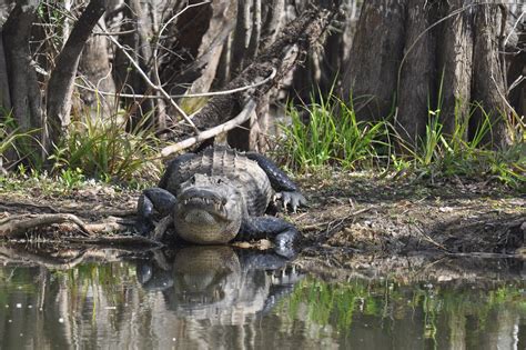 Everglades Tours | Everglades Adventure | Everglades Tours, Airboat ...