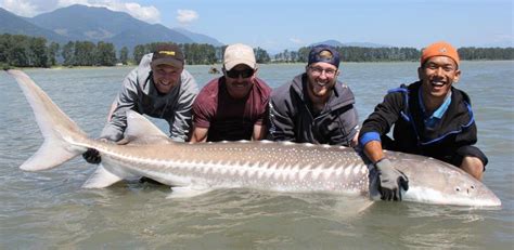 Sturgeon Fishing, British Columbia, BC, Canada - Best Deals