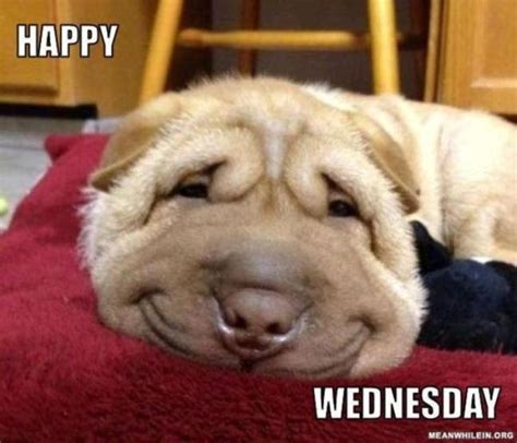 Wednesday Memes - Funny Happy Wednesday Images