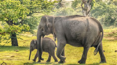 Sri Lanka Elephant Wallpapers - Top Free Sri Lanka Elephant Backgrounds - WallpaperAccess