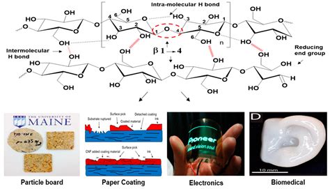 Cellulose Structure Hydrogen Bonds