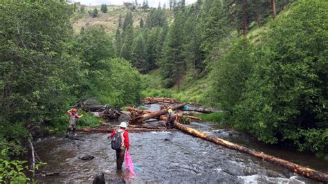 Meet Oregon's State Animal, the Hardworking Beaver - Travel Oregon