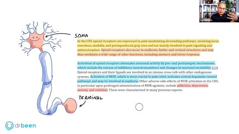 Opioids and Opioid Receptors (Pain Part 4) | DrBeen