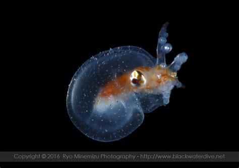 Black Water Dive® - ブラックウォーターダイブ: Larva of Blanket Octopus,Tremoctopus gracilis (Eydoux ...