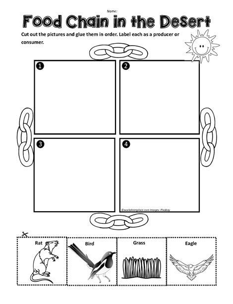 A Desert Food Chain Worksheets