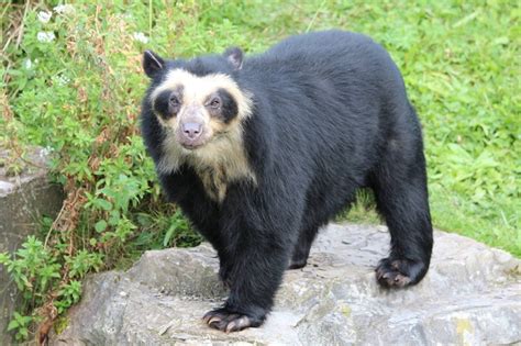 Spectacled Bear - Natural History on the Net