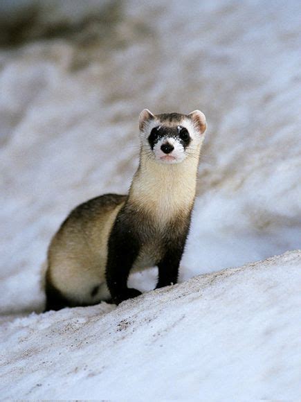 Black-footed Ferret Facts, Habitat, Diet, Life Cycle, Babies, Pictures