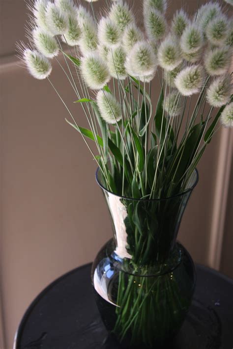 Lagurus ovatus 'Bunny Tail' - beautiful in dried arrangements Bunny ...