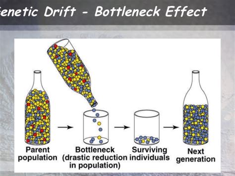 Bottleneck Effect Biology Definition - DEFINITIONOD