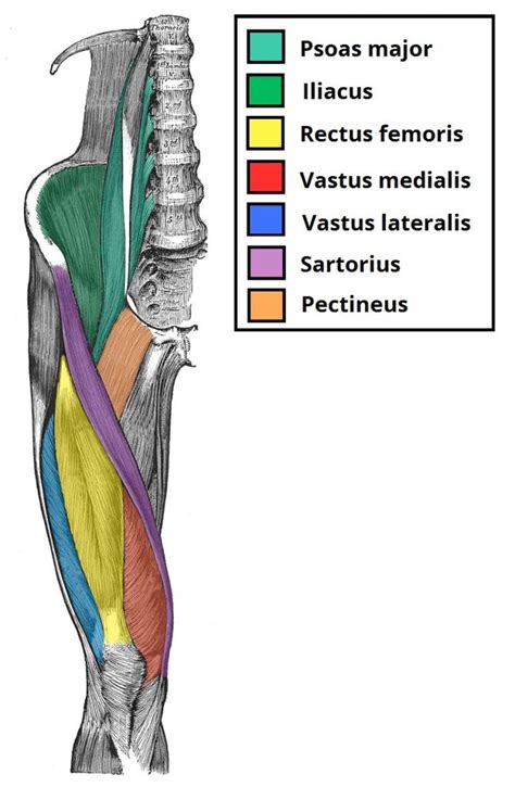 Muscles of the Anterior Thigh - Quadriceps - TeachMeAnatomy