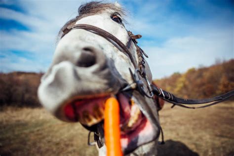 190+ Horse Eating Carrots Stock Photos, Pictures & Royalty-Free Images ...