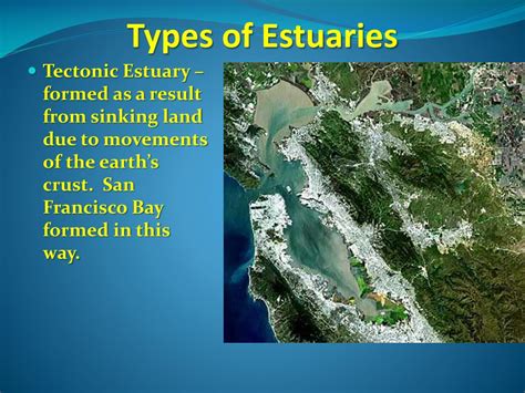 PPT - Estuaries: Where Rivers Meet the Sea PowerPoint Presentation, free download - ID:2376755