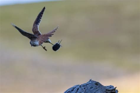 Kestrel with prey – renae.org