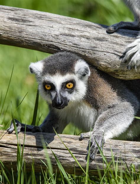 Lemur Catta Baby on the Mother`s Back/Lemur Catta Baby and Mother/Lemur Catta Stock Image ...