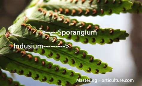 Mastering Horticulture: Beyond Fern Fronds