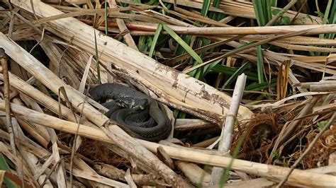 Grass Snake, 16092020, 05 f | Grass Snake, Natrix natrix ( S… | Flickr