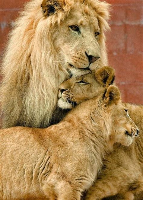 List of Pictures: Lion Family