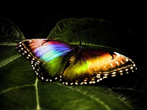 Rainbow Butterflies Desktop Wallpaper