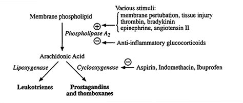 Arachidonic Acid Metabolism