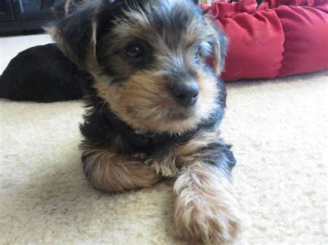 Handsome Male Yorkie Puppies for Sale in Aubrey, Texas Classified | AmericanListed.com