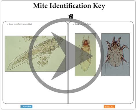 Common Parasites of Veterinary Importance - The University of Queensland - UQ