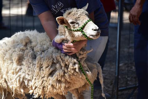 Sheep Shearing Free Stock Photo - Public Domain Pictures