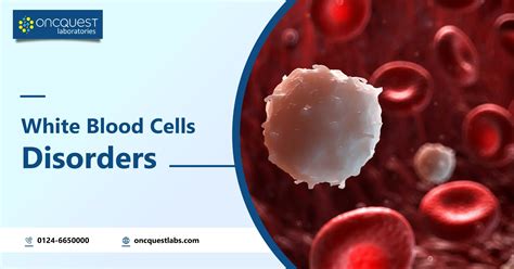 White Blood Cells Disorders | Oncquest Blog- Your Health Guide