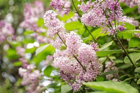 Lilac: How to Grow and Care with Success