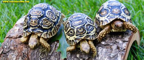 leopard tortoise diet information | general leopard tortoise care