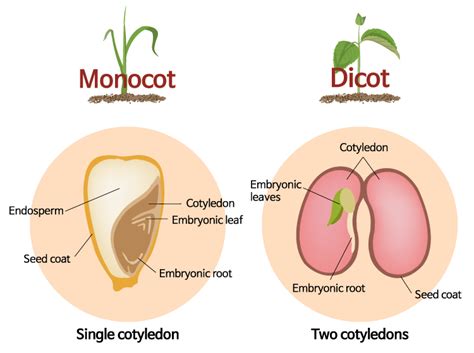 How Nutritional Seed Dressings Aid Germination and Early Seedling Development