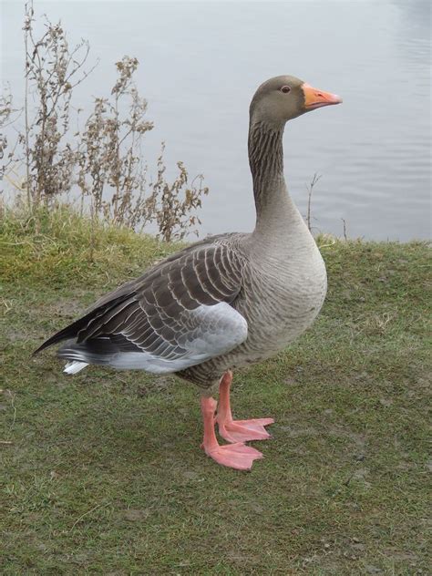 gray goose. | Geese breeds, Beautiful birds, Duck breeds