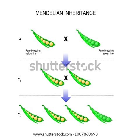 Mendelian Inheritance Model Mendels Laws Biological Stock Illustration ...