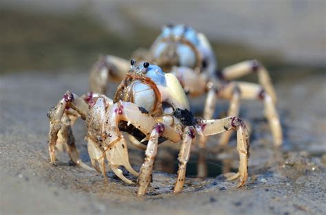 Light-blue soldier crab (Australia) | Yesterday, during the … | Flickr