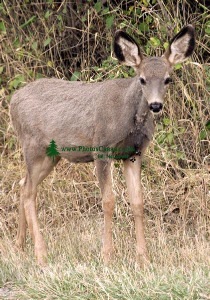 PhotosCanada.com Gallery :: Deer Photos, Canadian Wildlife Stock Photos ...