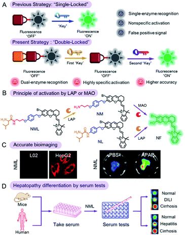 A “Double-Locked” and enzyme-activated molecular probe for accurate bioimaging and hepatopathy ...