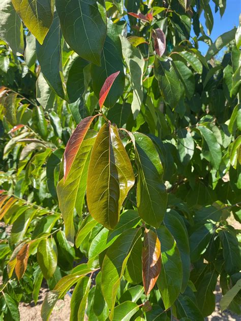 American Persimmon Tree Profile by Kuenzi Turf & Nursery