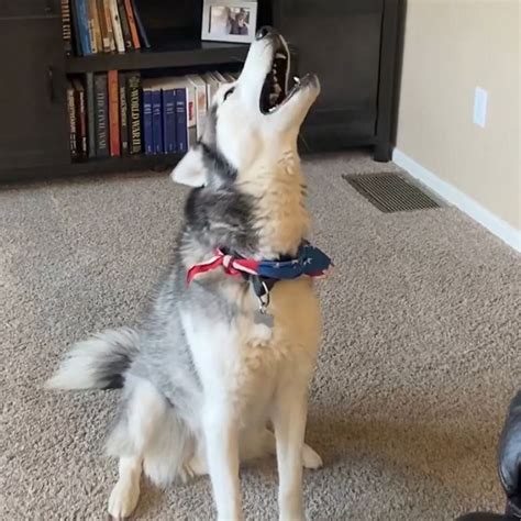 Video Husky beats owner in epic vocal exercise battle - ABC News