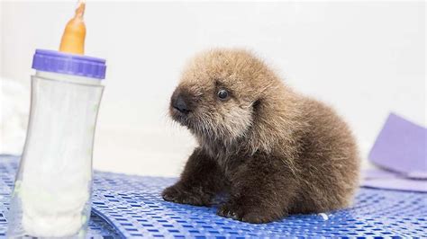 ADORABLE VIDEO: Baby sea otter learns to swim, groom, play at Shedd Aquarium | abc7.com