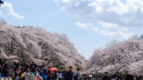 Ueno Sakura Festival | Things to do in Tokyo