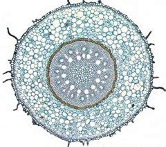 Cross Section of Monocot Root Diagram | Quizlet