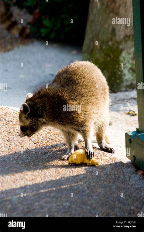 Raccoon Eating Garbage for the Side of a Trash Can Stock Photo - Alamy