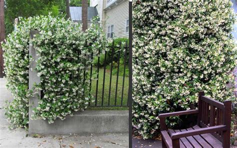 star jasmine vine care - Recherche Google | Jasmin grimpant, Plantation, Jardins