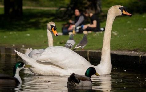 Mute Swan | The Animal Facts | Appearance, Behavior, Habitat, Diet