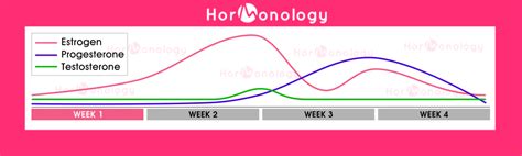 Female Hormone Cycle: What goes on during your monthly cycle?