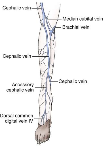 Veins | Veterian Key