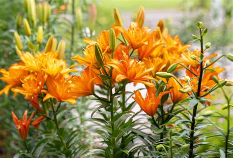 How to Grow and Care for Asiatic Lily