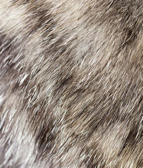 Cat Fur As Background. Texture Stock Photo - Image of textured, animal ...