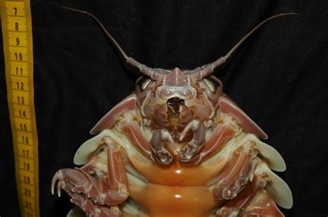 18 Awesome Facts About Giant Isopods | Mental Floss