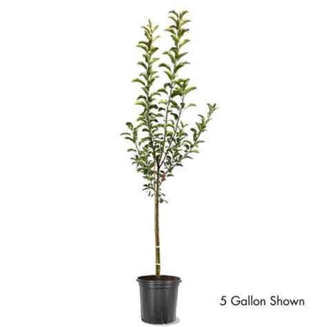 Gala Apple Trees for Sale at Arbor Day's Online Tree Nursery - Arbor ...